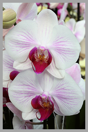 Phalaenopsis Orchids (Pink Stripes) In 5-Inch Ceramic Pot