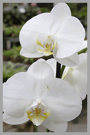Phalaenopsis Orchids (White) In 5-Inch Ceramic Pot