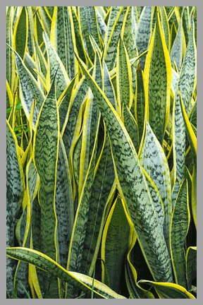 Sansevieria Laurentii Snake Plant 6 In. Pot