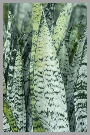 Sansevieria Zeylanica Snake Plant 6 In. Pot