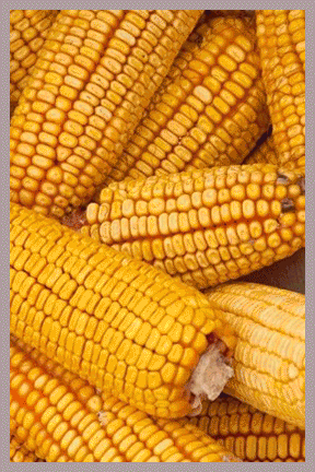 Ear Corn
